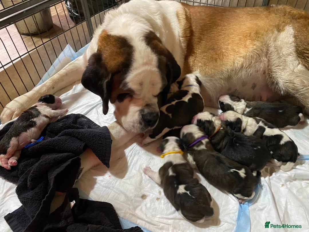 Saint Bernard dogs for sale: One male st bernard puppy - Image 2