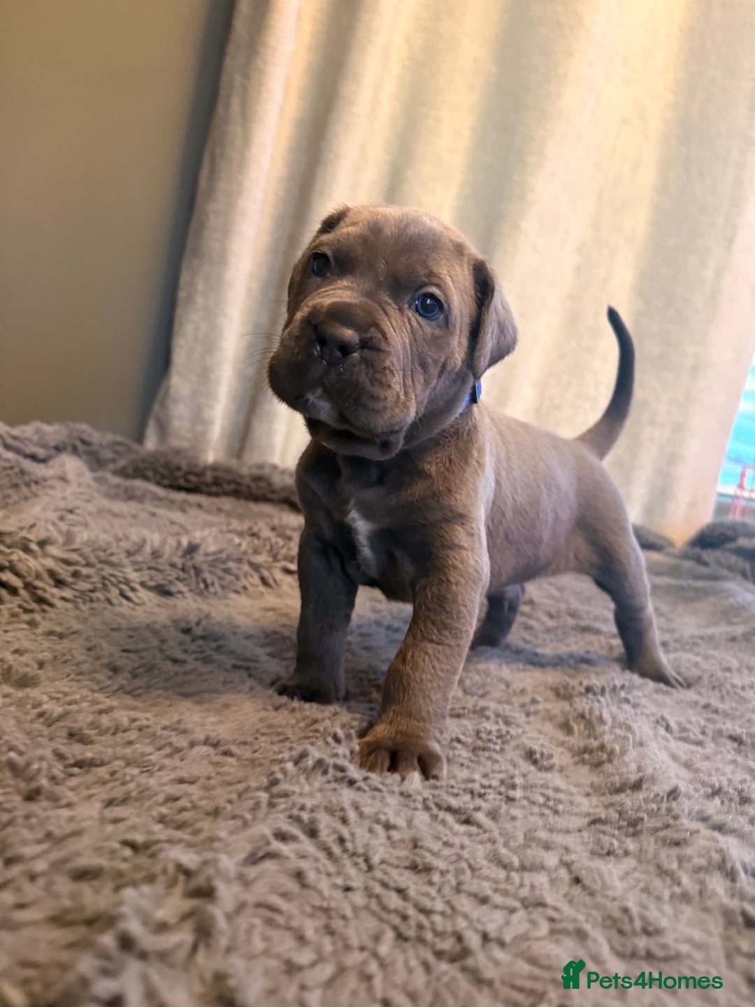 Cane Corso dogs for sale: Exceptional, Champion Bloodline Cane Corso Puppies - Advert 13