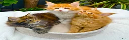 Maine Coon cats for sale: Pure breed Maine coon kittens  - Advert 17