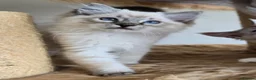Ragdoll cats for sale: Gorgeous seal tabby male Ragdoll kittens  - Advert 15