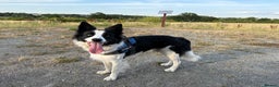 Border Collie dogs for sale: Looking for forever home for my boy - Advert 6