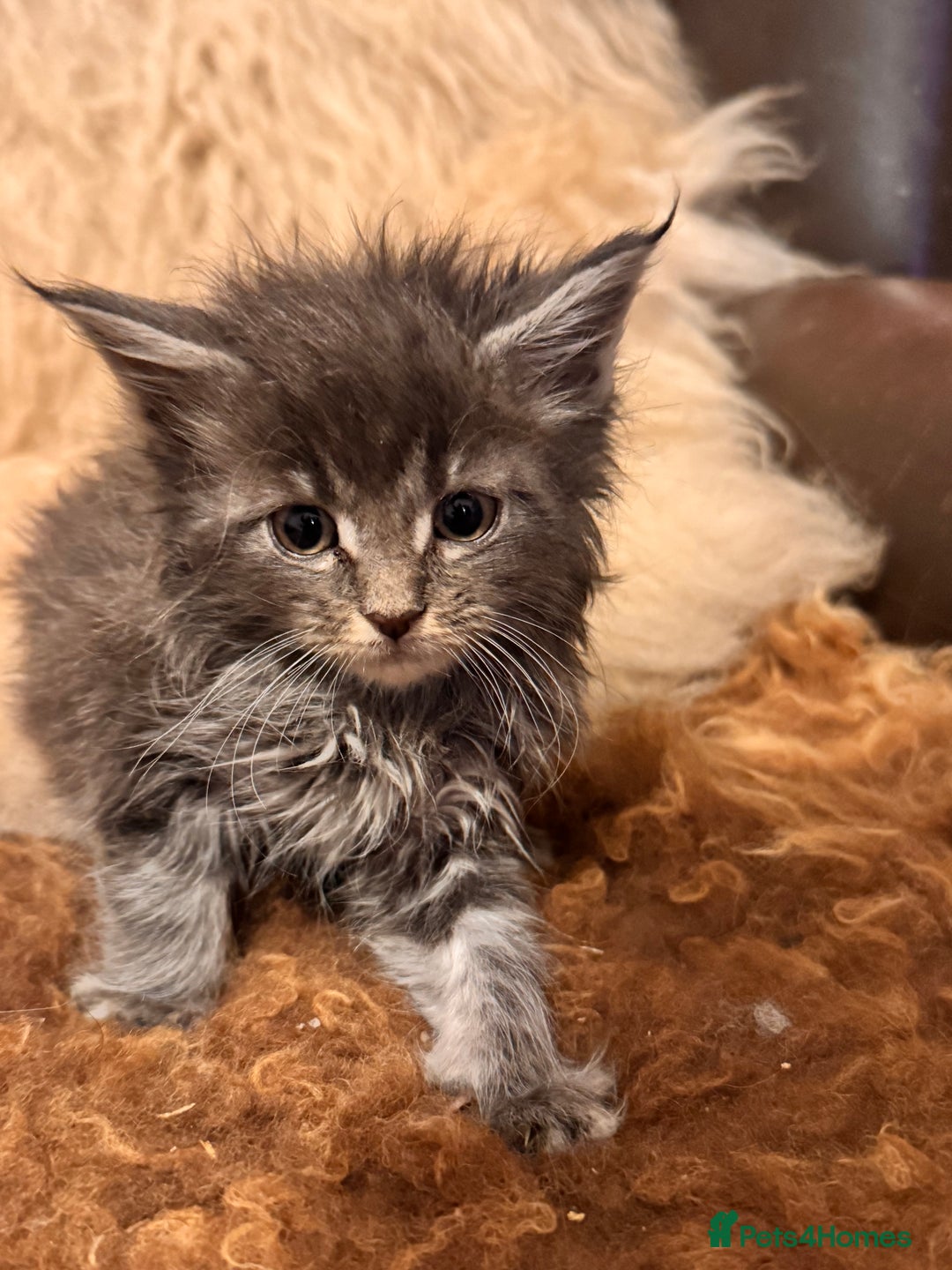 Maine Coon cats for sale:  TICA Registered Maine Coon Kittens- ready now  - Advert 24