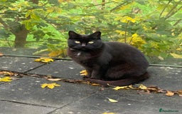 Mixed Breed cats for sale: Poppy - Image 1