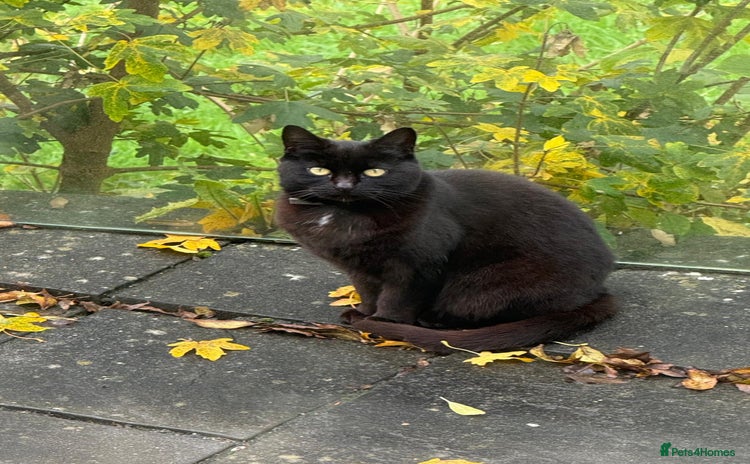 Mixed Breed cats - Advert 1