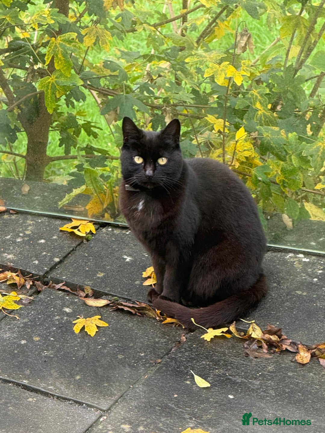 Mixed Breed cats for sale: Poppy - Image 1