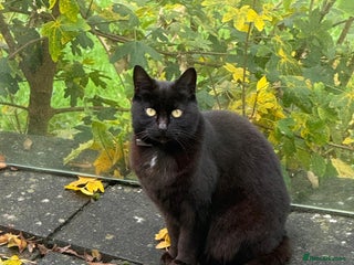 Mixed Breed cats - Advert 1