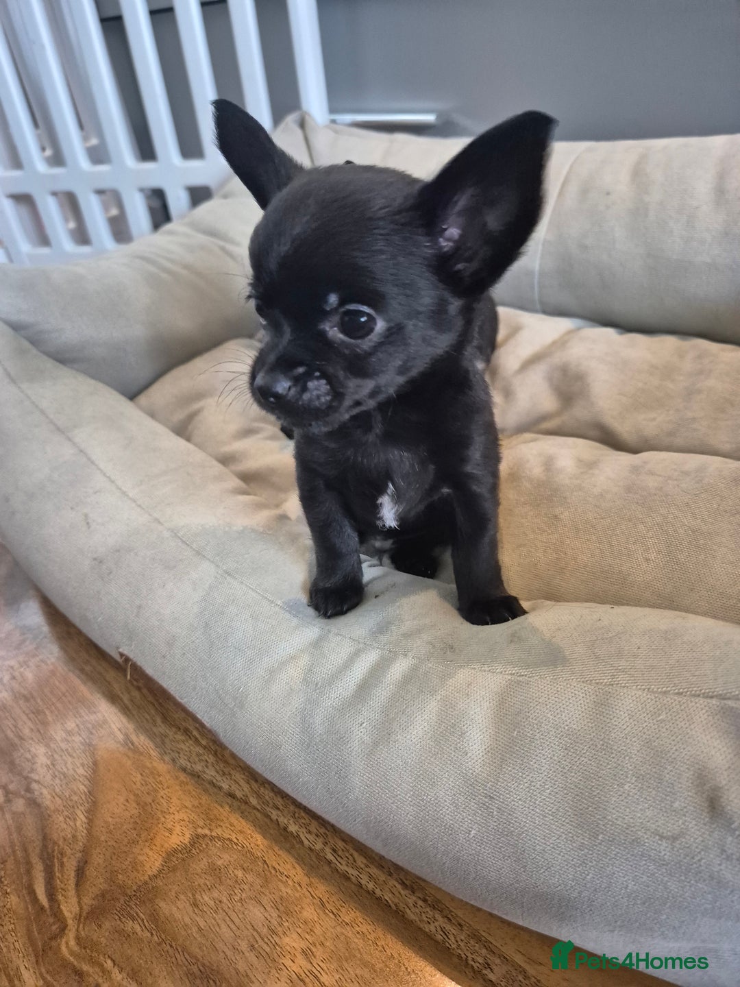 Chihuahua dogs for sale: 3 beautiful tiny pure breed chihuahua  - Advert 27