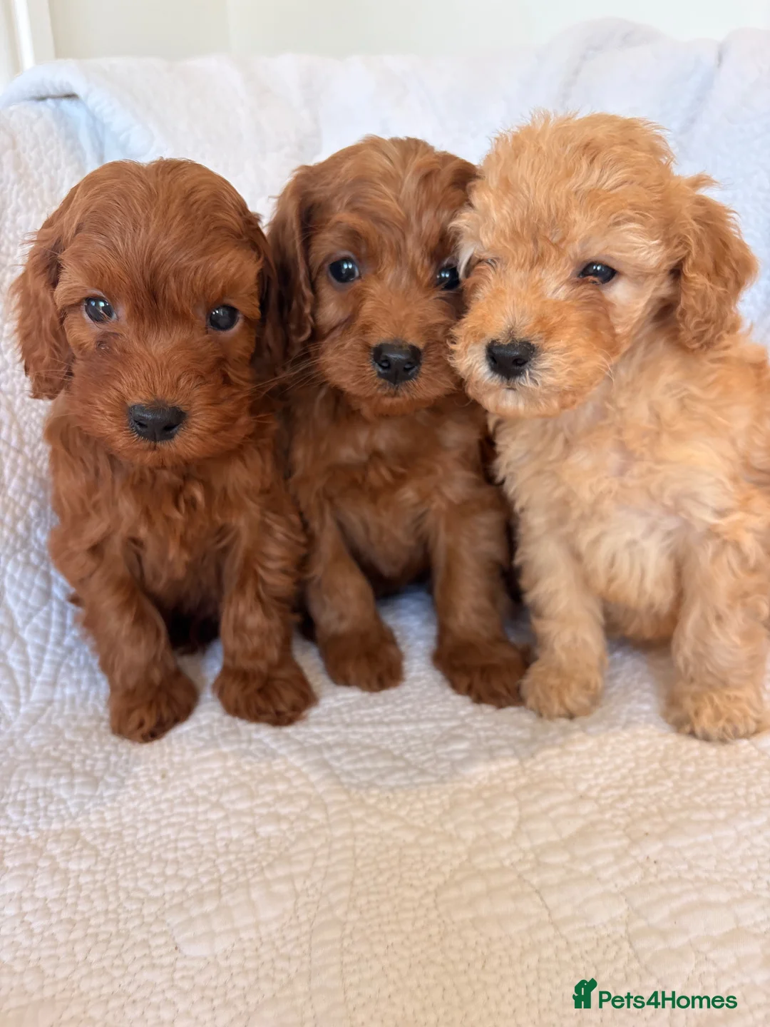 Cockapoo dogs for sale: LICENSED BREEDER QUALITY HEALTH TESTED COCKAPOOS - Advert 2