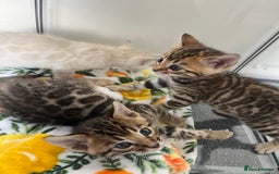 Bengal cats for sale: Baby bengals - Image 4