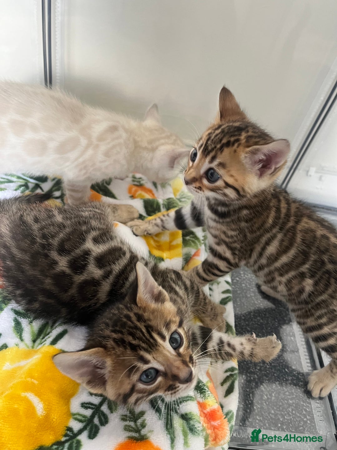 Bengal cats for sale: Baby bengals - Image 4