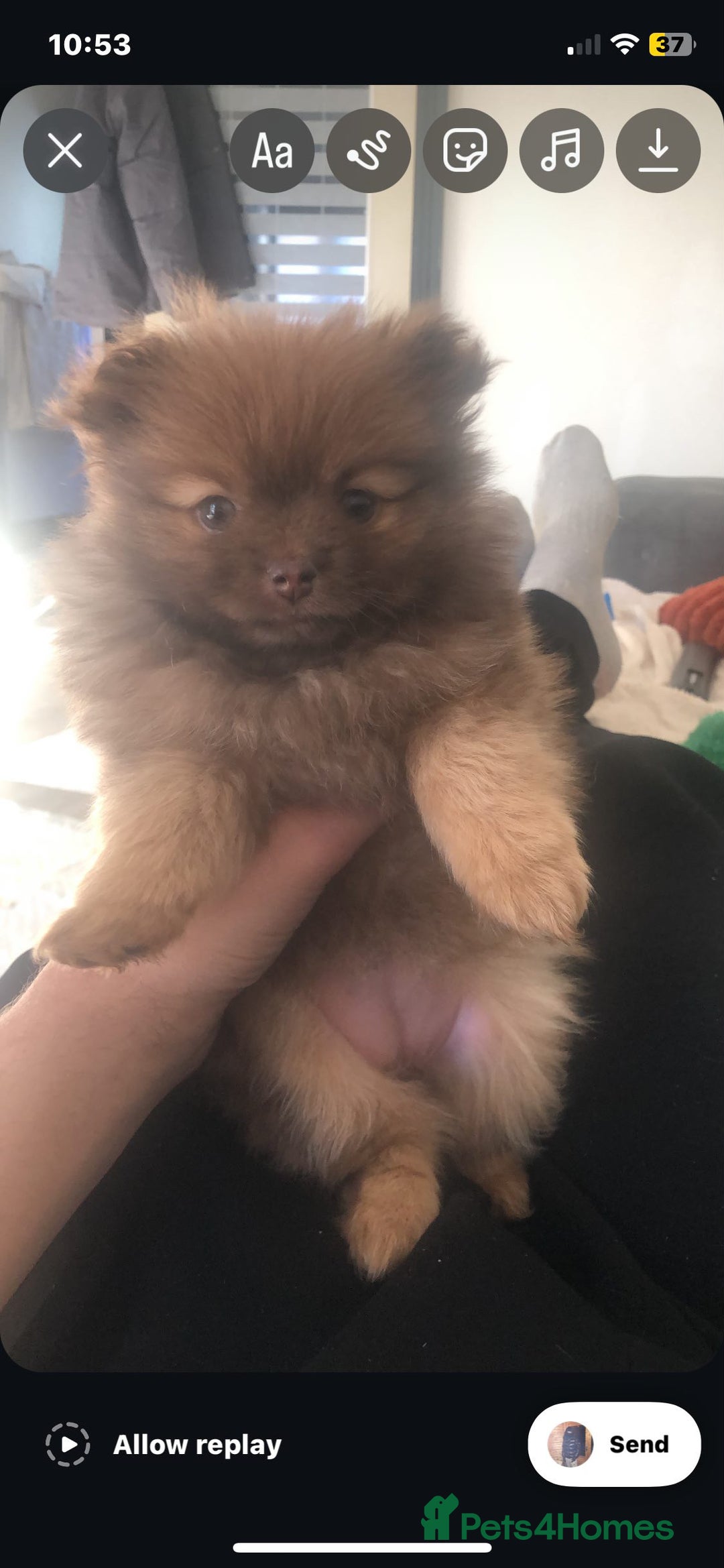 Pomeranian dogs for sale: 4 fluffy cute kc reg Pomeranian puppies  - Advert 15