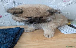 Pomeranian dogs for sale: Beautiful pups - Image 25