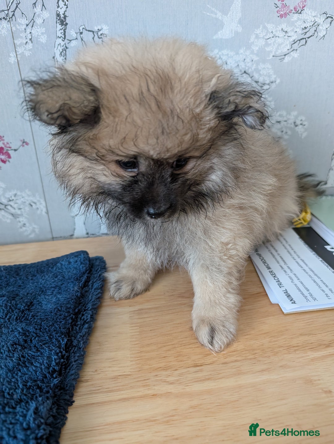 Pomeranian dogs for sale: Beautiful pups - Image 25
