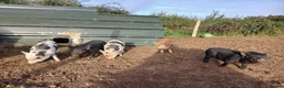 Pig livestock for sale: Beautiful mini pigs - Advert 2