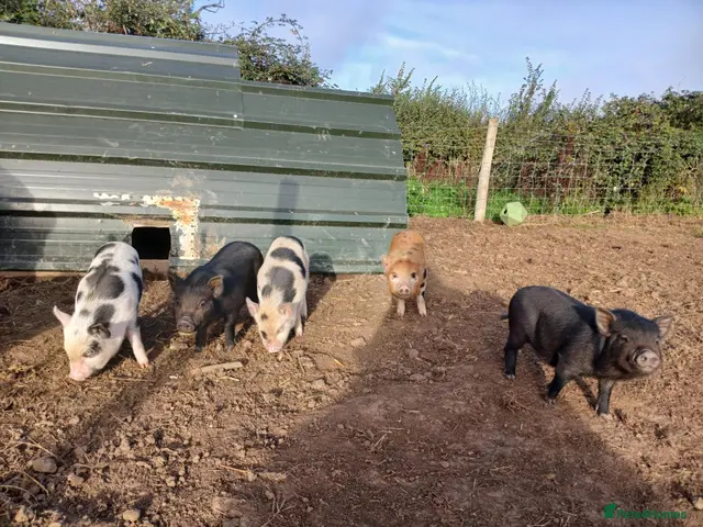 Pig livestock Beautiful mini pigs - Advert 2
