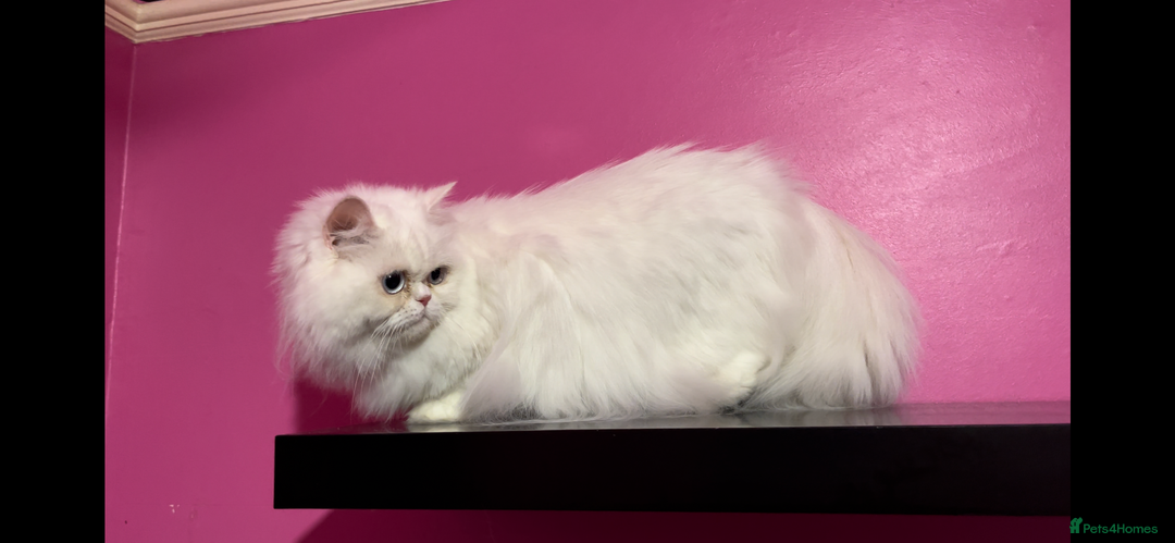 Persian cats for sale: Adults Blue eyes white, colourpoint, blue, black - Image 6