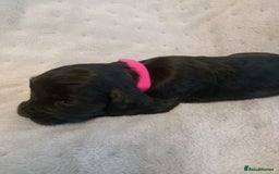 Cockapoo dogs for sale: 🐶Beautiful F1 Cockapoo Puppies🐾 - Image 7