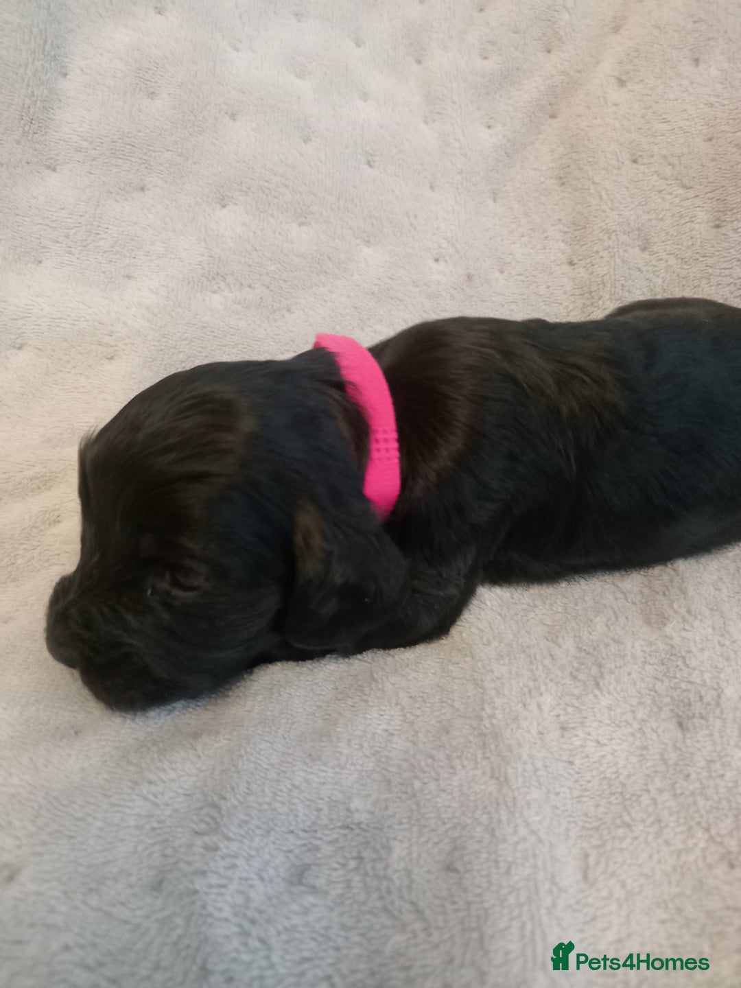 Cockapoo dogs for sale: 🐶Beautiful F1 Cockapoo Puppies🐾 - Image 7