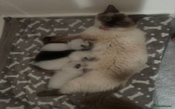 Ragdoll cats for sale: Beautiful Ragdoll kittens open to reasonable offer - Image 14