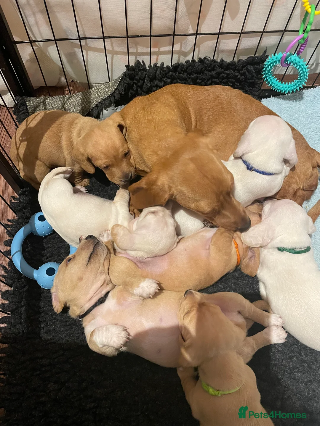 Miniature Dachshund dogs for sale: KC Cream Smooth Haired Miniature Dachshund in Sutton-in-Ashfield - Advert 9