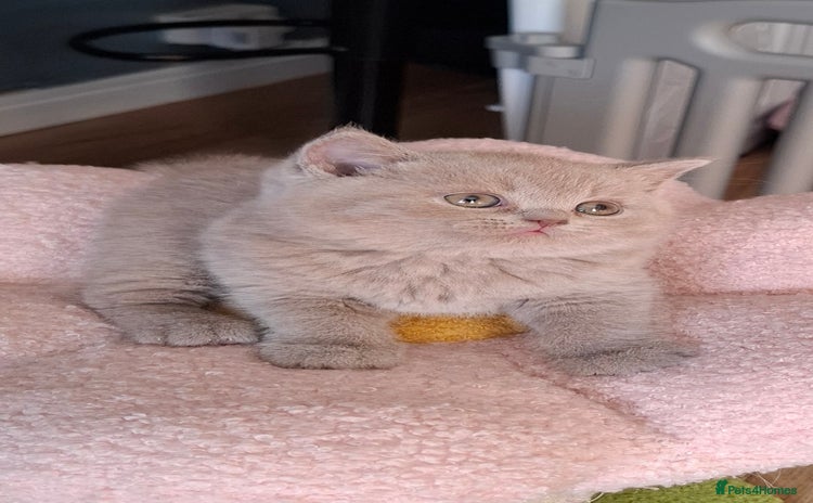 British Shorthair cats in Swadlincote - Advert 7