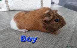 Guinea Pig rodents for sale: Guinea pigs £25 each  - Image 7