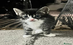 Bengal cats for sale: Half Bengal kittens 1 black majestic  - Advert 5