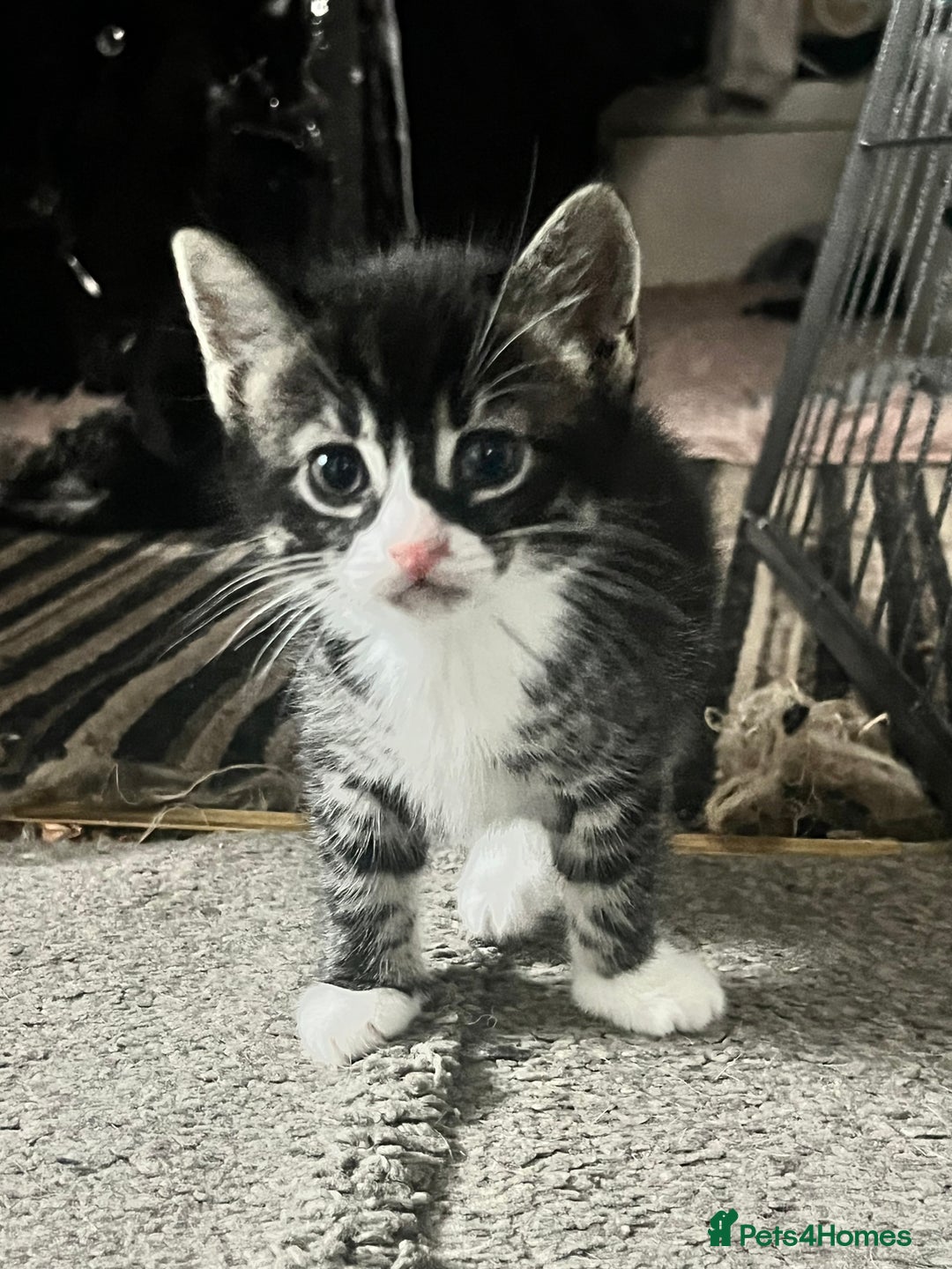 Bengal cats for sale: Half Bengal kittens 1 black majestic  - Advert 5