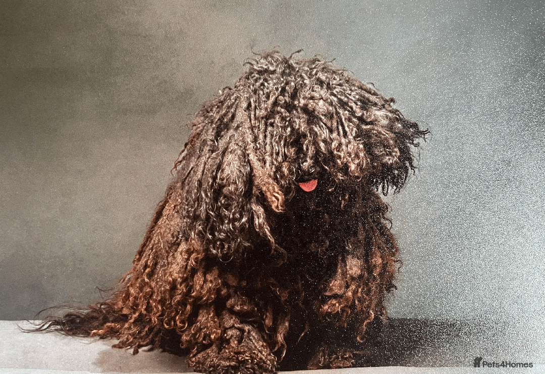 Hungarian Puli dogs for sale: Looking for a happy home for Noodles - Image 3