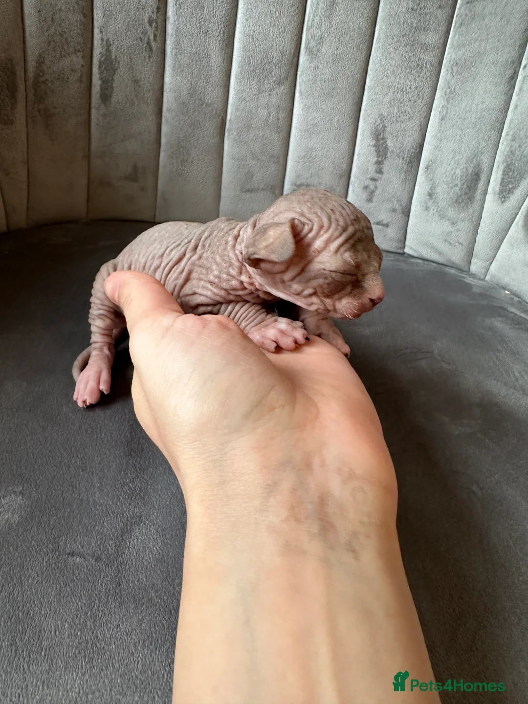 Sphynx cats for sale: beautiful Sphynx babies - Advert 15