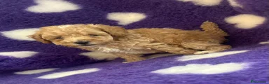 Cockapoo 4