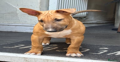 English Bull Terrier dogs - Advert 12