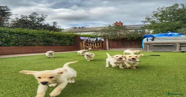 Goldador dogs - Advert 11