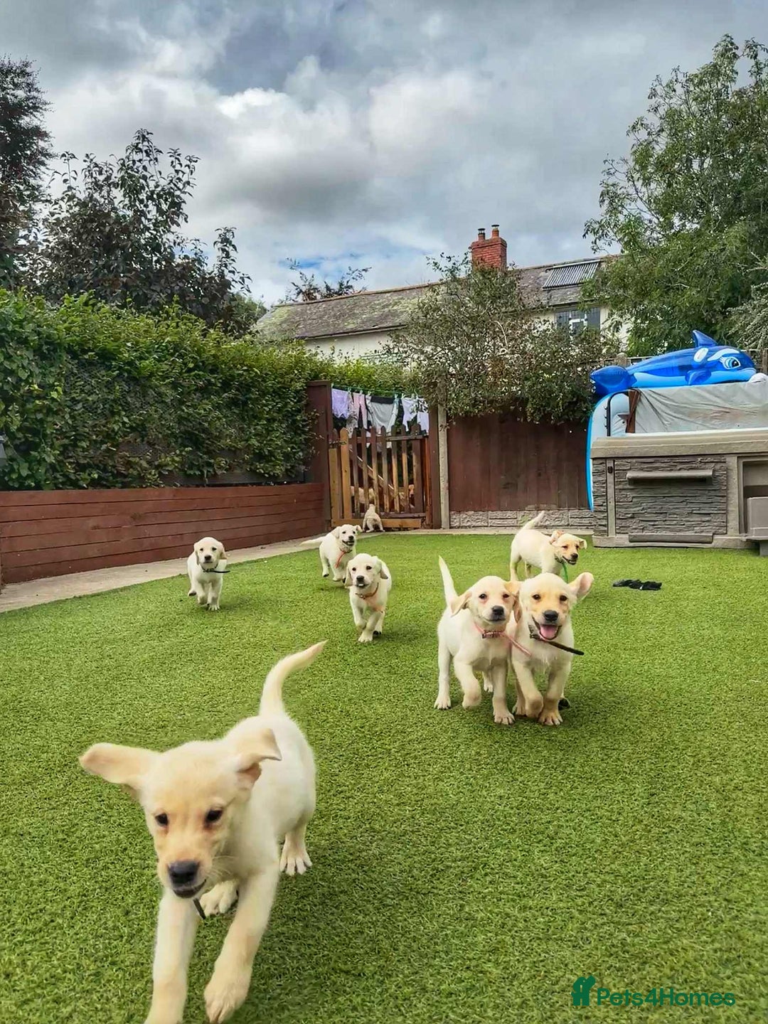 Goldador dogs for sale: Stunning litter of Goldador Puppies  - Image 2