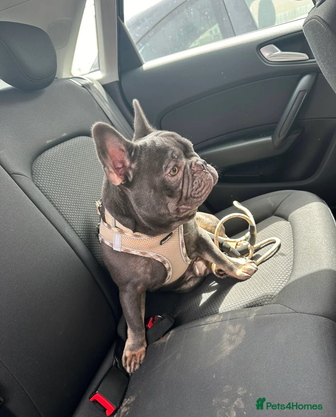 French Bulldog dogs for stud: PROVEN - Beautiful French Bulldog For Stud in Weston-super-Mare - Advert 3