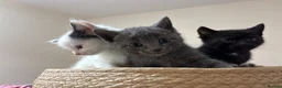 Mixed Breed cats for sale: THREE ADORABLE KITTENS LOOKING FOR LOVING HOMES! in Slough - Advert 22