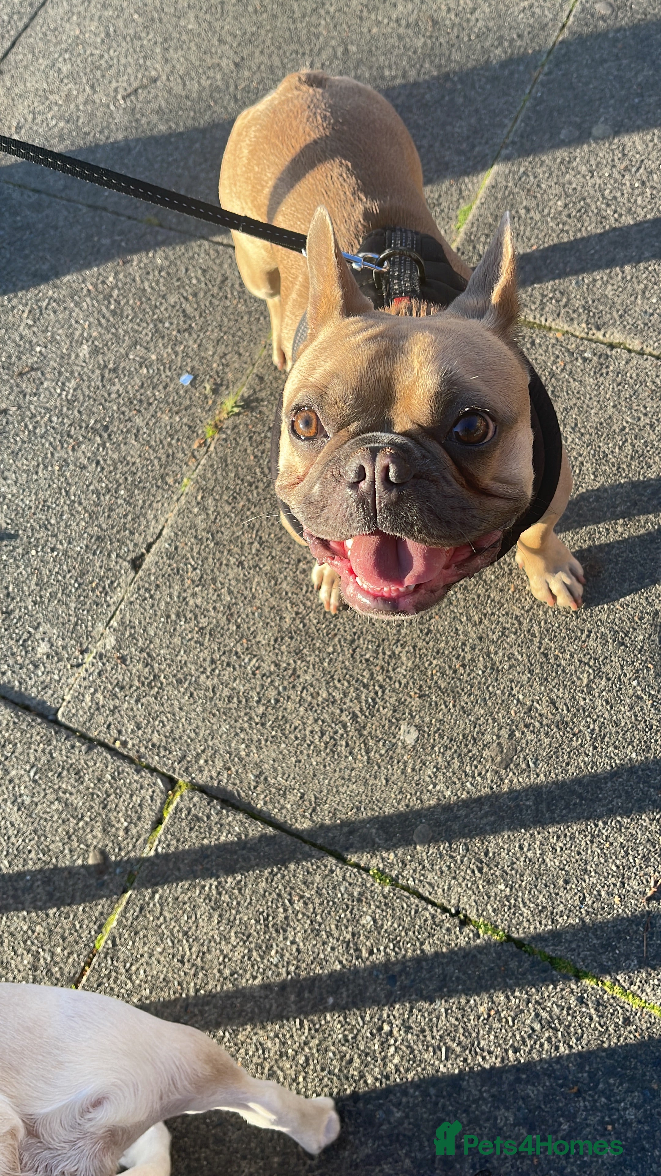 Cavalier King Charles Spaniel dogs French bull dog  - Advert 12