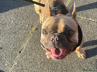 Cavalier King Charles Spaniel dogs French bull dog - Advert 9