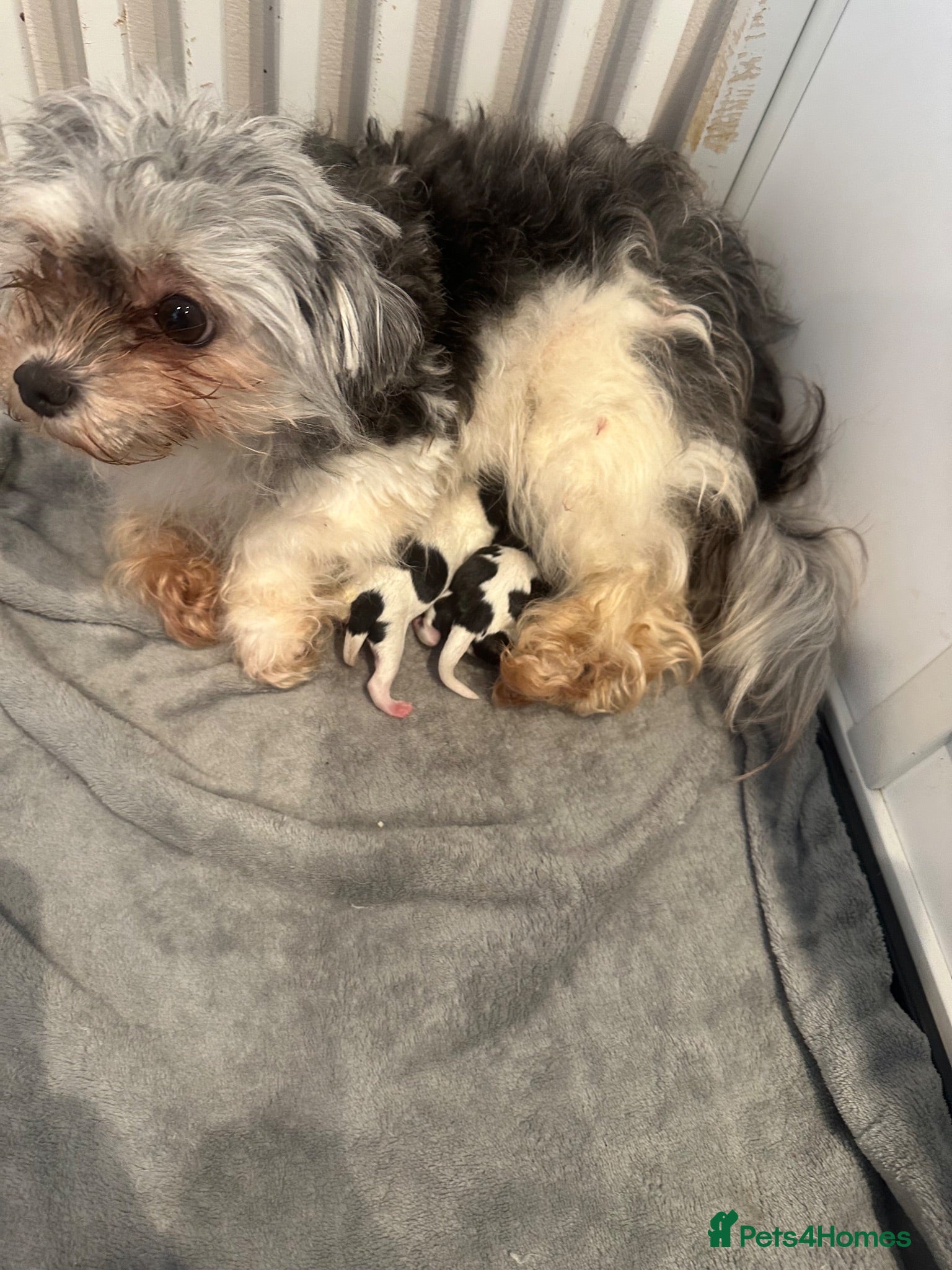 Maltipoo dogs Tiny Asian Maltipoo 2kg  - Advert 2
