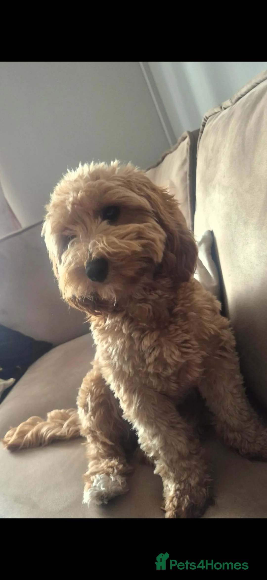 Cockapoo dogs for sale: Beautiful 1 year old cockapoo in Caerphilly - Advert 4