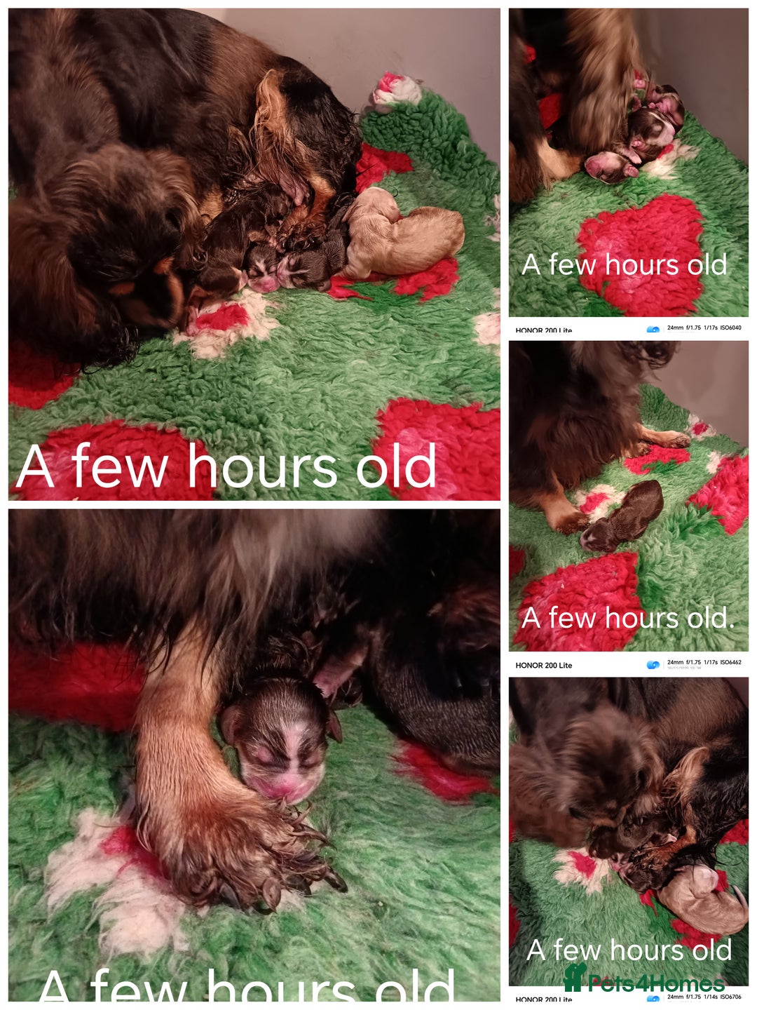 Cocker Spaniel dogs for sale: Show type Cocker Spaniel puppies - Advert 2