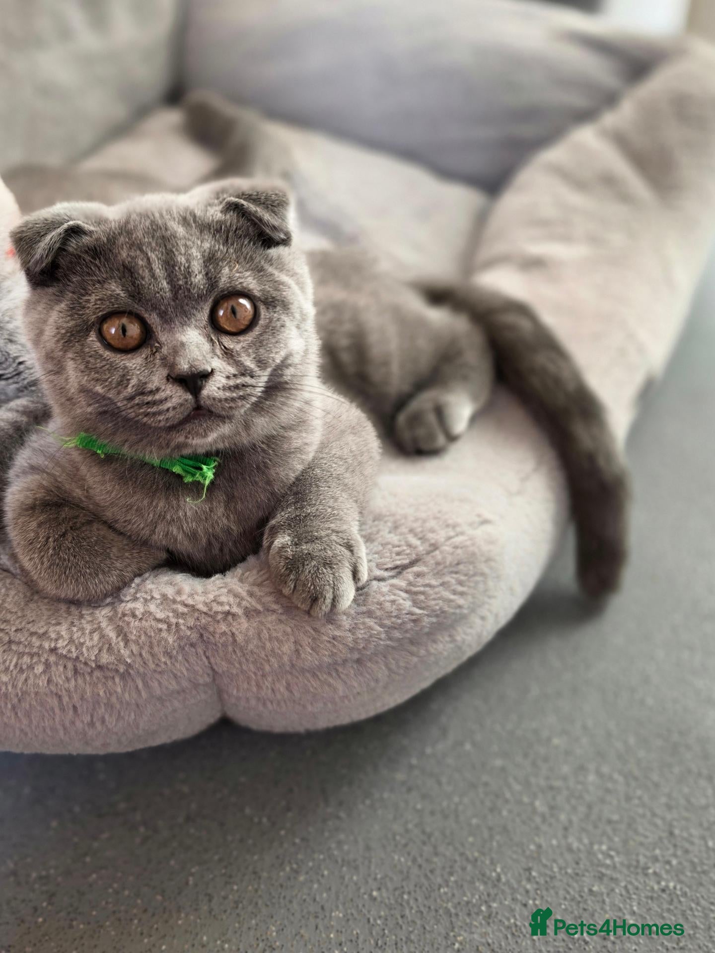Scottish Fold cats 1 boy and 2 girls left 🐾✨️💚💙🧡 - Advert 6
