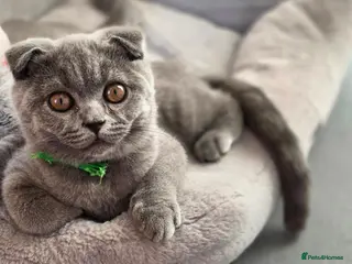 Scottish Fold cats 1 boy and 2 girls left 🐾✨️💚💙🧡 - Advert 6
