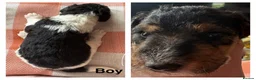 Fox Terrier dogs for sale: Fox terrier puppys - Advert 6