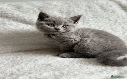 Scottish Fold cats for sale: Scottish fold and straight kittens  - Image 4