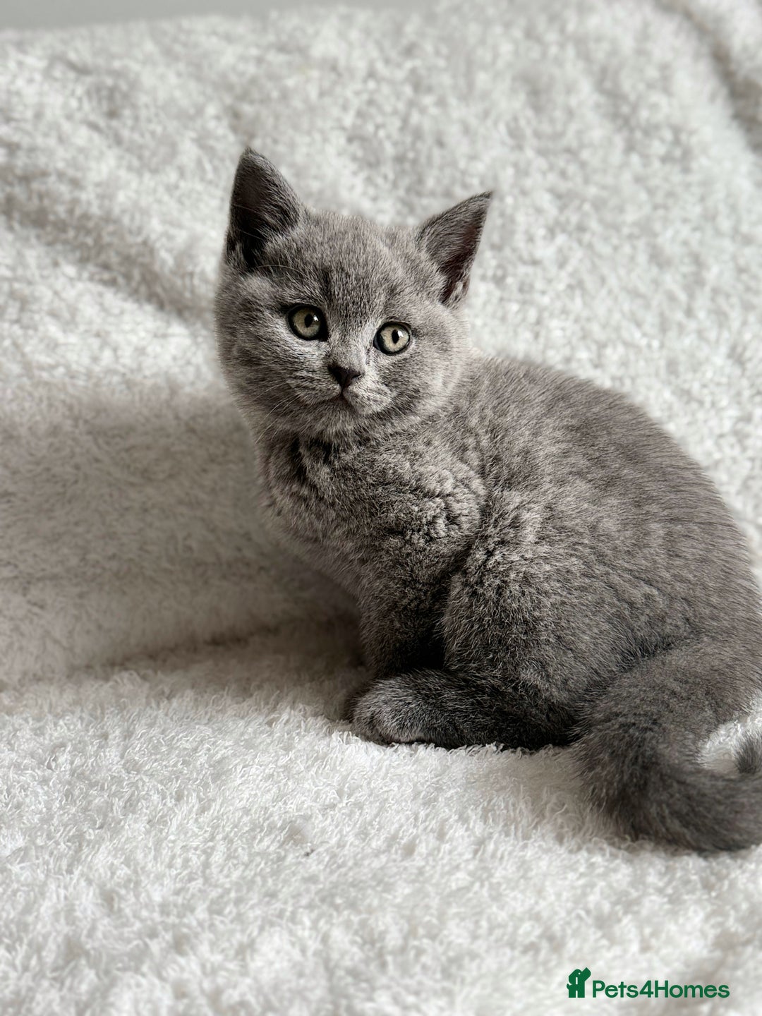 Scottish Fold cats for sale: Scottish fold and straight kittens  - Image 4