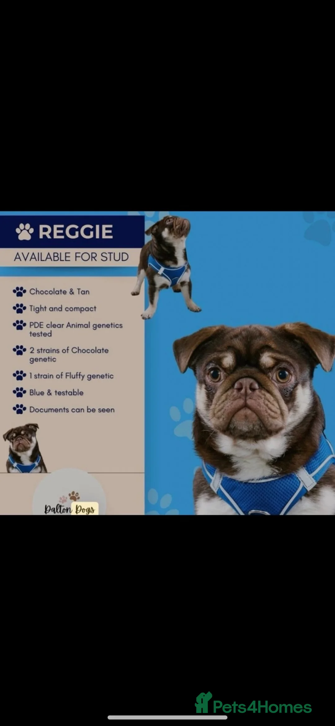 Pug dogs for sale: Gorgeous Pug Puppies - Advert 13