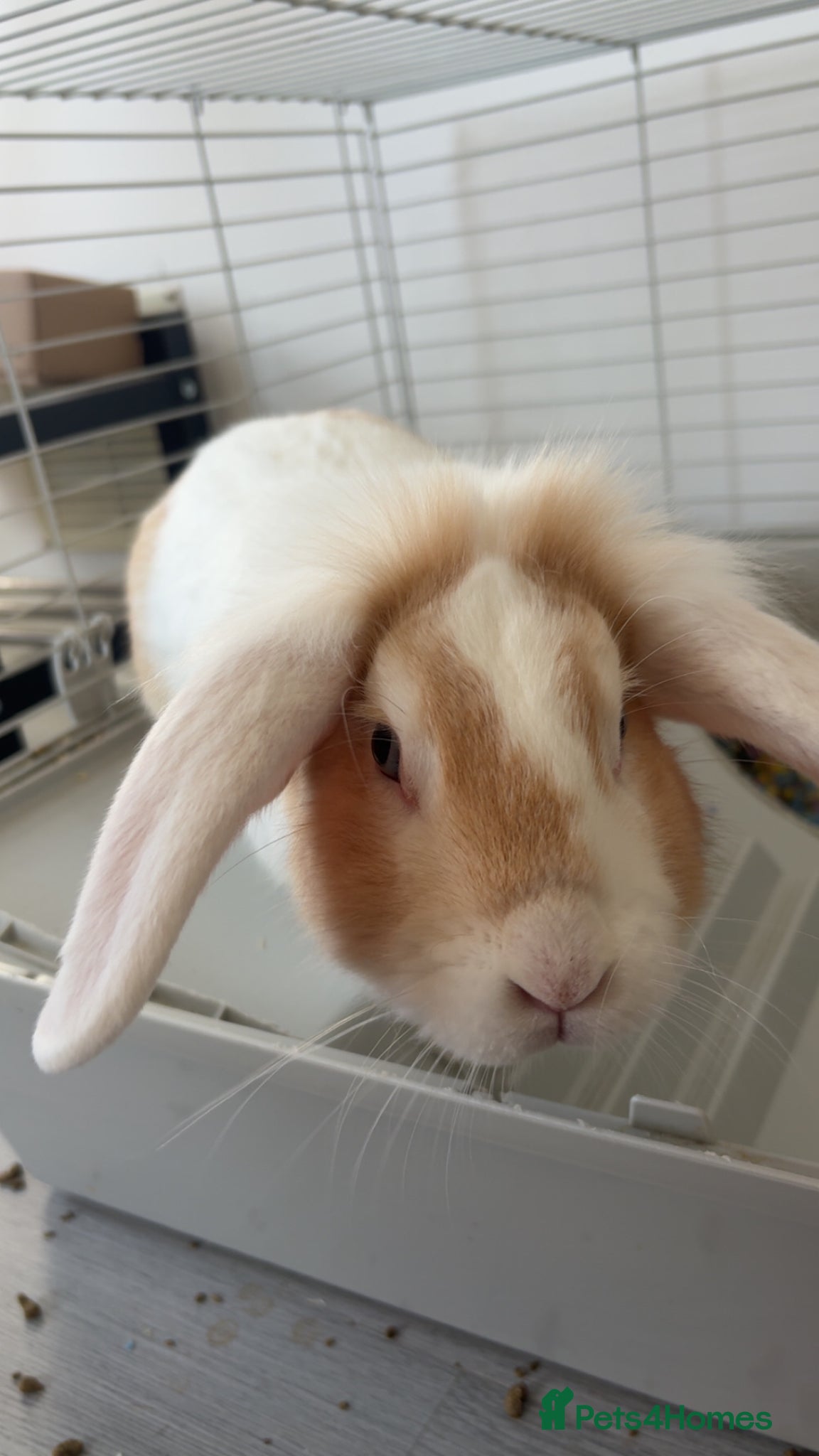 Lionhead rabbits 1 year old male lionhead for sale  - Advert 1
