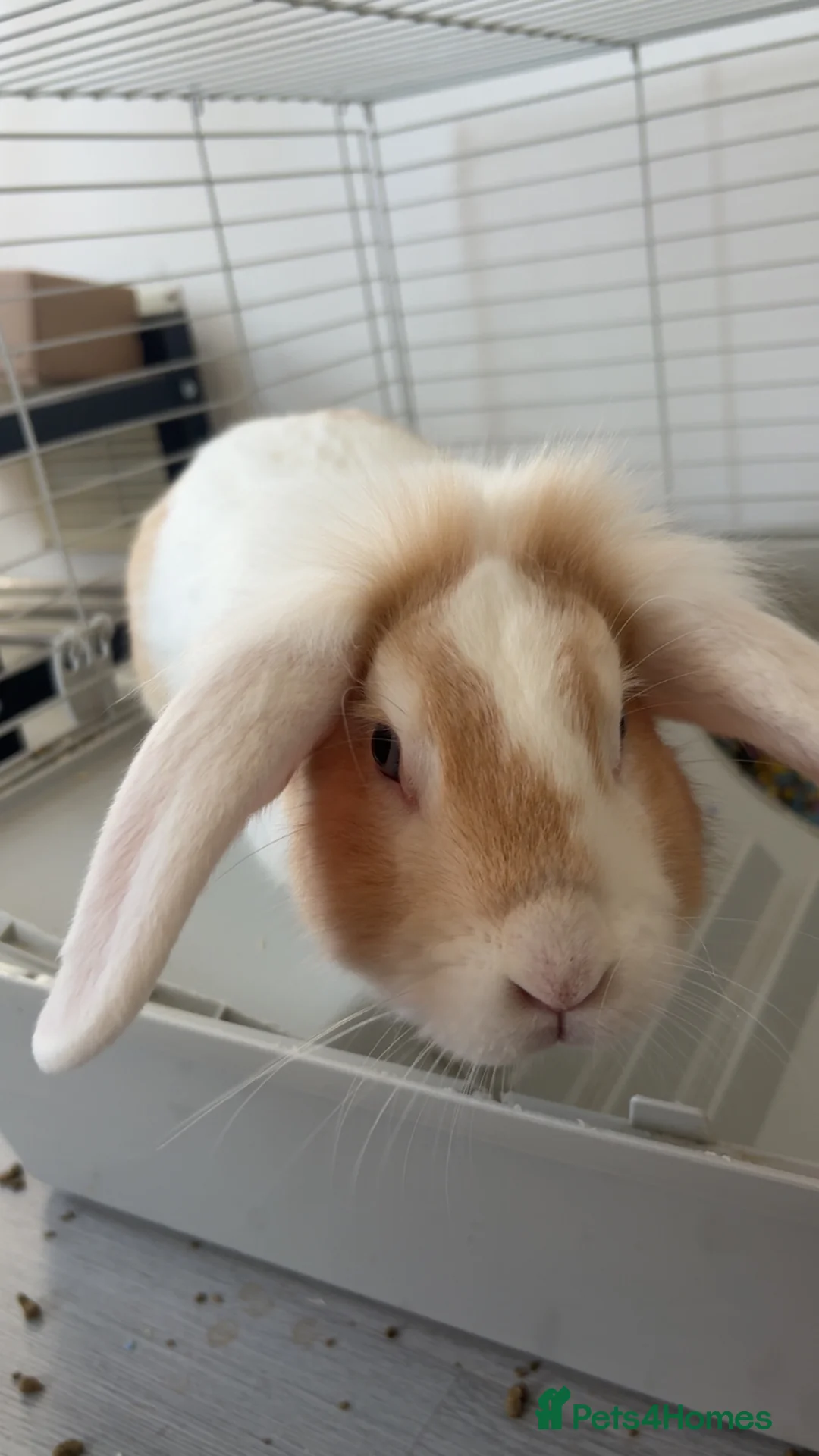 Lionhead rabbits for sale: 1 year old male lionhead for sale  - Advert 1