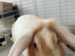 Lionhead rabbits 1 year old male lionhead for sale - Advert 1